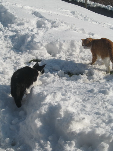 Кошки и снег фото 61