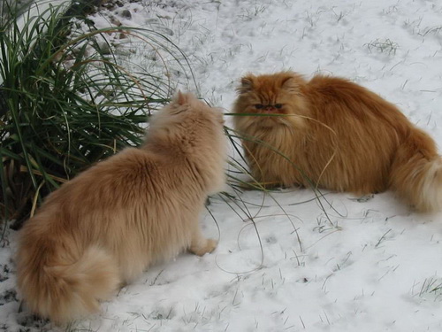 Кошки и снег фото 62