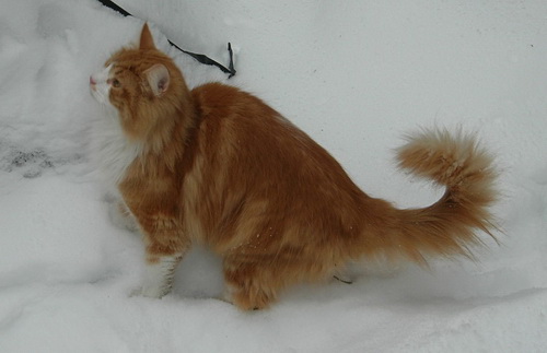 Кошки и снег фото 64