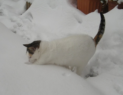 Кошки и снег фото 65