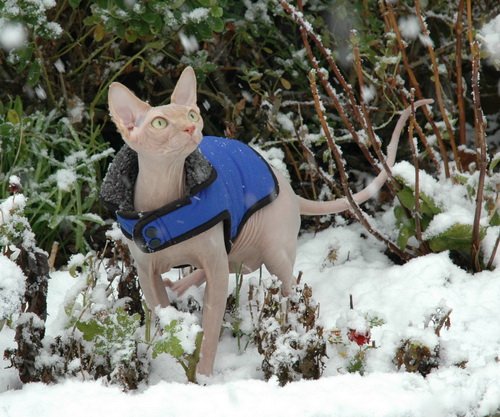 Кошки и снег фото 66