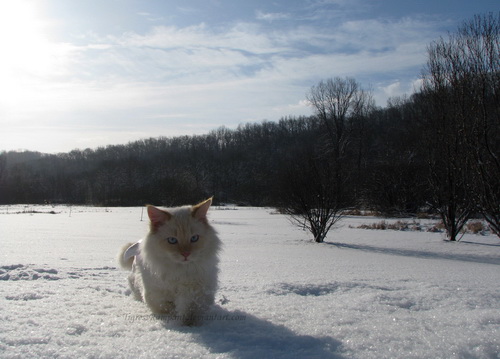 Кошки и снег фото 68