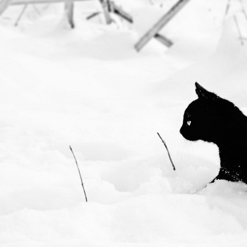 Кошки и снег фото 69