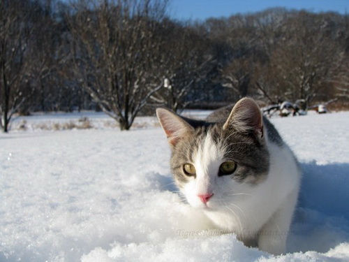 Кошки и снег фото 73