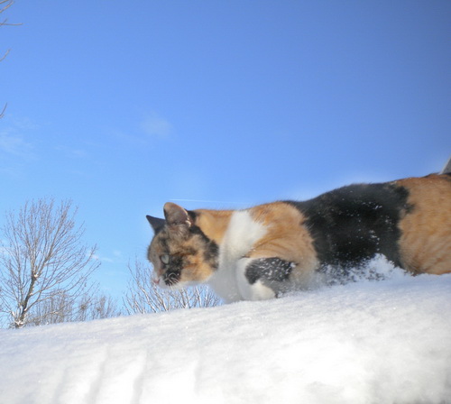 Кошки и снег фото 74