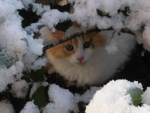 Кошки и снег фото 75