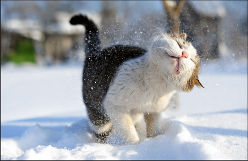Кошки и снег фото 0