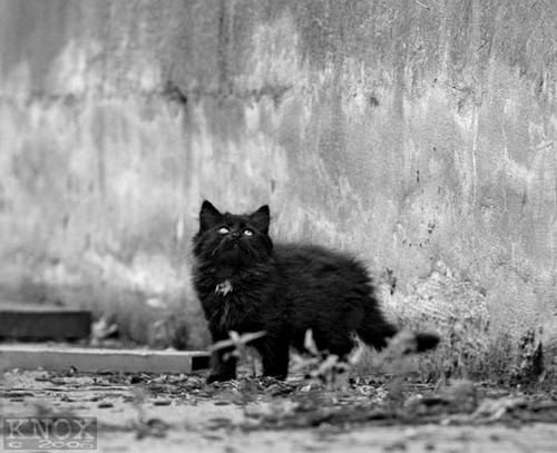 Из жизни уличных котят фото 16