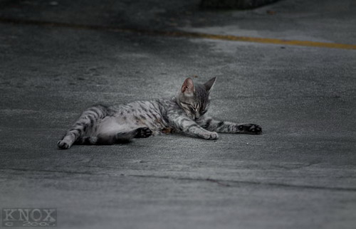 Из жизни уличных котят фото 50