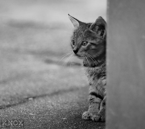 Из жизни уличных котят фото 57