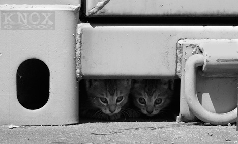 Из жизни уличных котят фото 70