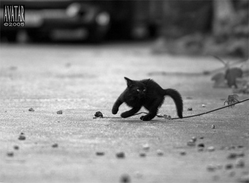 Из жизни уличных котят фото 77