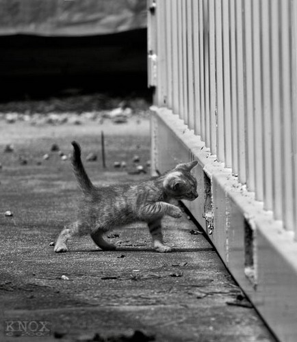 И только кошка гуляет сама по себе фото 71