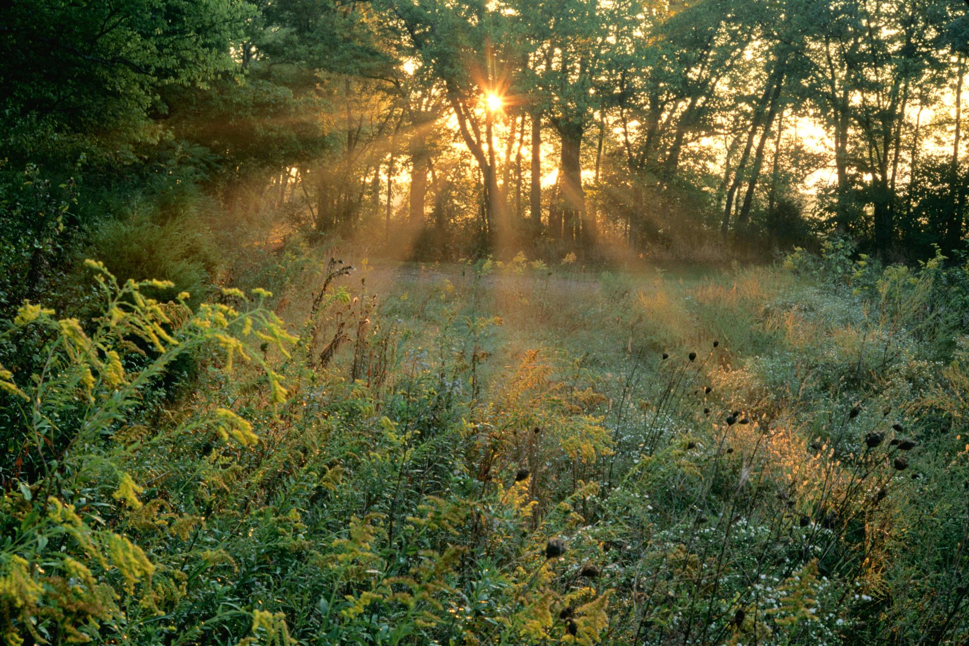 Как хорошо летом в лесу густая. Утро в лесу. Летнее утро в лесу. "Солнце в лесу". Красивые леса.