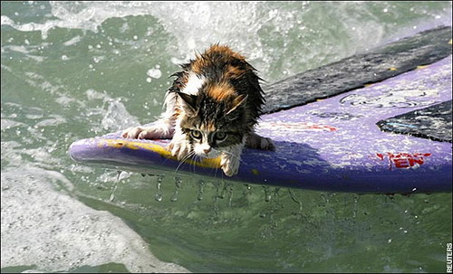 Кошка серфингист фото 0