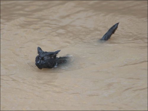 Кошки и вода фото 6
