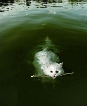 Кошки и вода фото 11