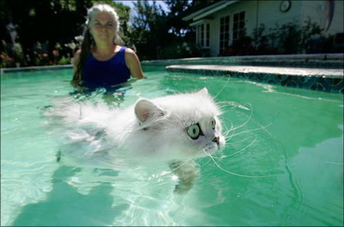 Кошки и вода фото 16
