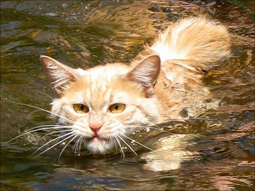 Кошки и вода фото 0