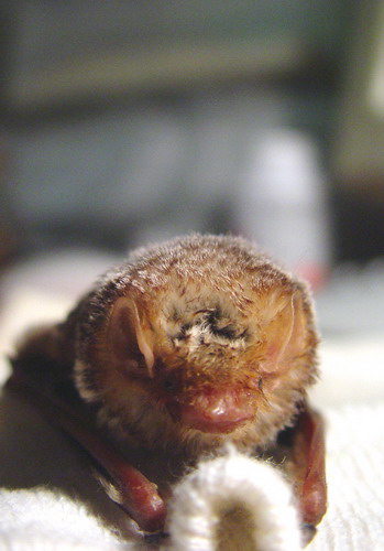Bat - летучая мышь фото 2