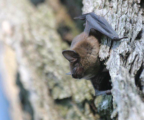 Bat - летучая мышь фото 6