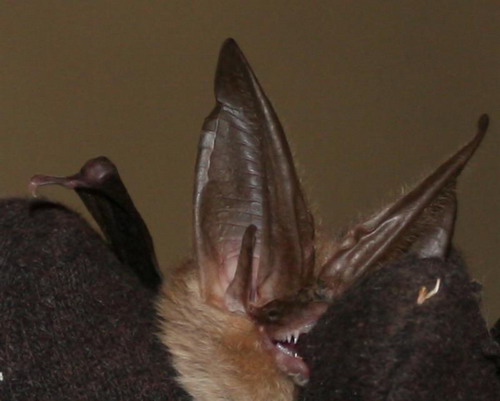 Bat - летучая мышь фото 7