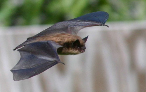 Bat - летучая мышь фото 10