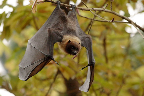 Bat - летучая мышь фото 14
