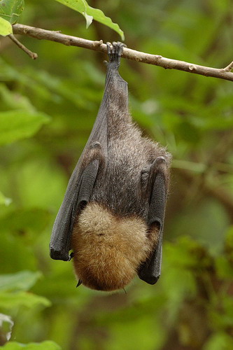 Bat - летучая мышь фото 15