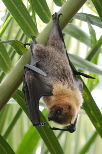Bat - летучая мышь фото 16