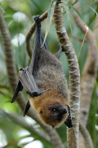 Bat - летучая мышь фото 17
