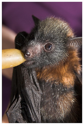 Bat - летучая мышь фото 20
