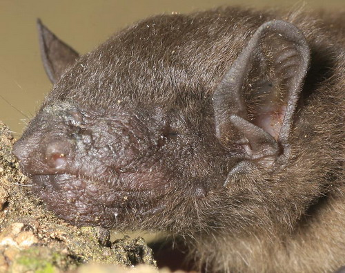 Bat - летучая мышь фото 25