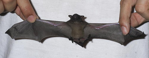 Bat - летучая мышь фото 26