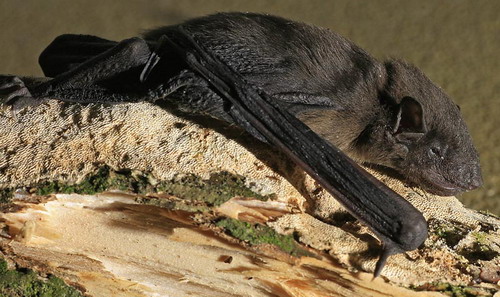 Bat - летучая мышь фото 27