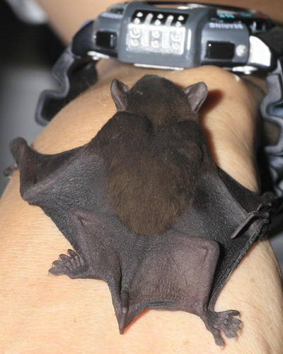 Bat - летучая мышь фото 28