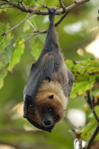 Bat - летучая мышь фото 30