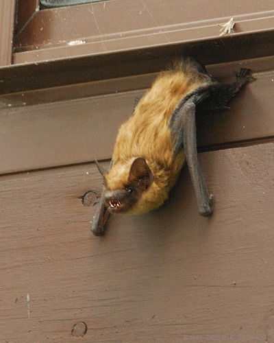 Bat - летучая мышь фото 33