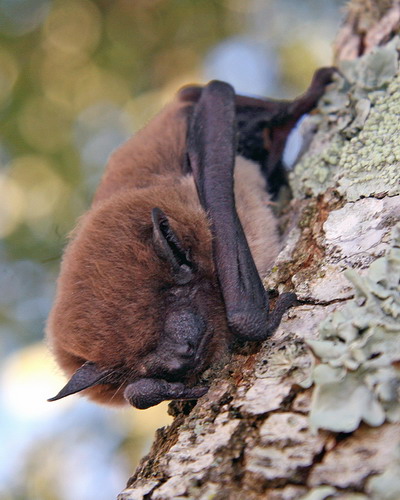 Bat - летучая мышь фото 34