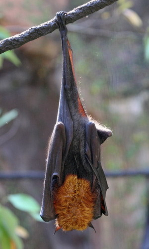 Bat - летучая мышь фото 36