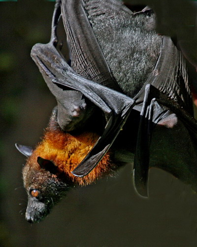 Bat - летучая мышь фото 37