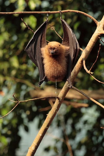 Bat - летучая мышь фото 40
