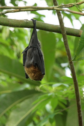 Bat - летучая мышь фото 41