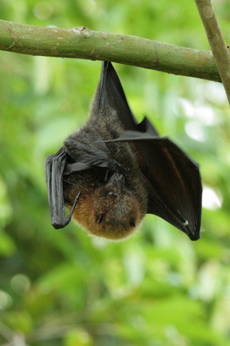 Bat - летучая мышь фото 42