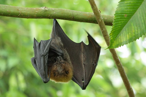 Bat - летучая мышь фото 43