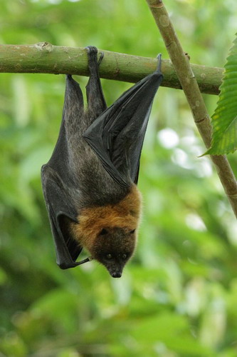 Bat - летучая мышь фото 44