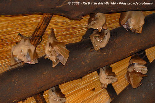 Bat - летучая мышь фото 45