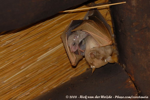 Bat - летучая мышь фото 46
