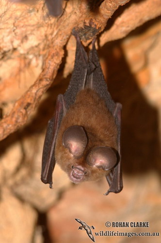 Bat - летучая мышь фото 48