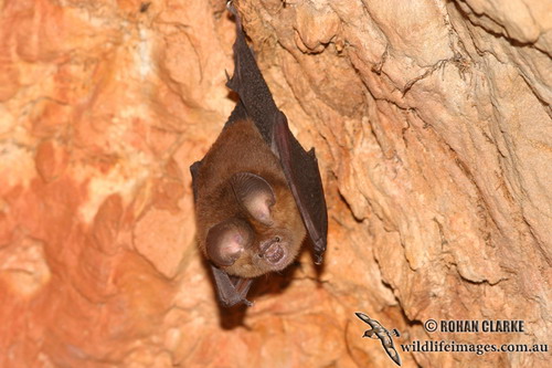 Bat - летучая мышь фото 49